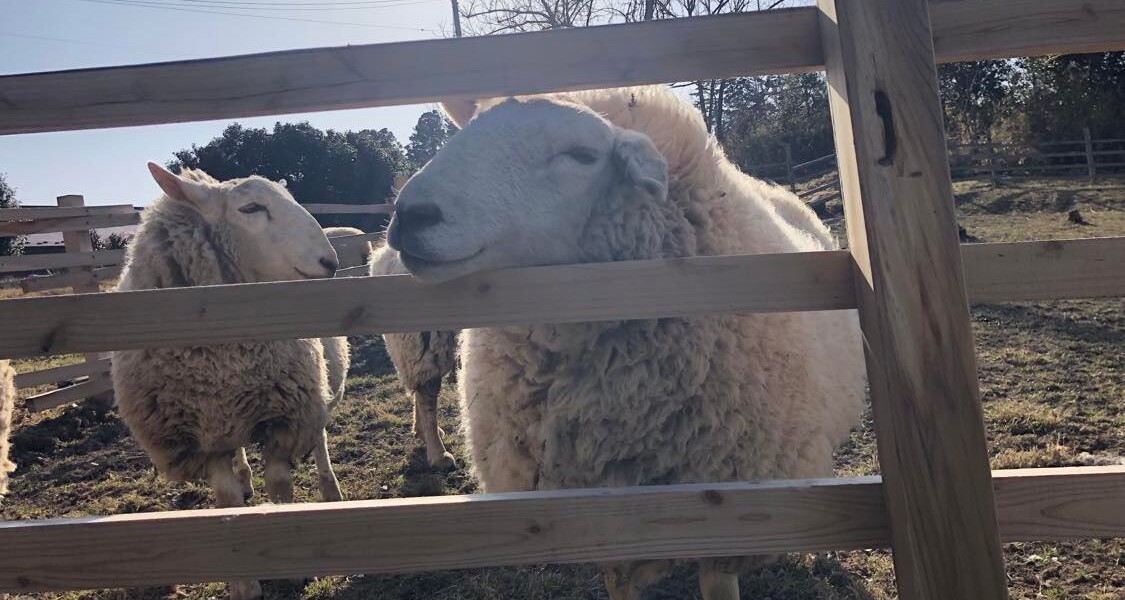 羊毛刈り体験