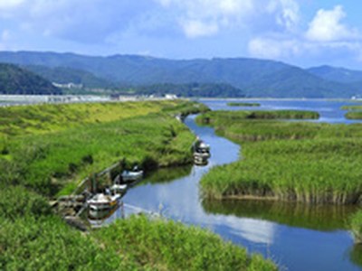 北上川ヨシ原